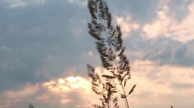 Pampas 'ın kurak çim panikleri, rüzgarda sallanan batan güneşle birlikte turuncu gökyüzüne karşı. Doğa, dekoratif yaban kamışları, ekoloji. Yaz akşamı, kuru sonbahar otları.