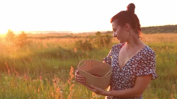 Woman Basket Wild Strawberries Field Summer Sunset Countryside Naturalness Freedom — стоковое видео