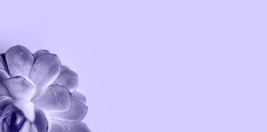 Echeveria in a pot on a purple tinting, very peri background. A house plant, a green home, a succulent is a symbol of harmony. Copy space. Care of indoor plants