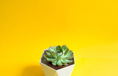 Echeveria in a pot on a yellow background. A house plant, a green home, a succulent is a symbol of harmony. Copy space. Care of indoor plants