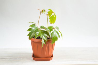 Ev bitkisi Rhoicissus 'u tencerede. Yeşil ev, bitki bakımı, üzüm bağları.