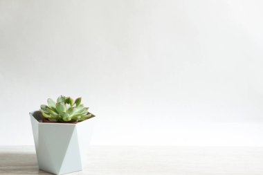 Echeveria in a pot on a grey background on a table. A house plant, a green home, a succulent is a symbol of harmony. Copy space. Care of indoor plants