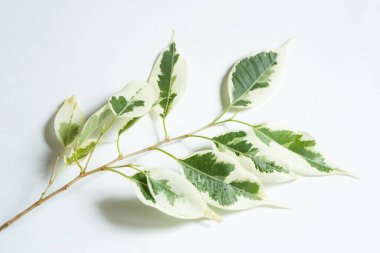 Benjamin 'in kök salmak için kullandığı bitki sapı. Kapalı alandaki bitkilerin bitkisel üretimi