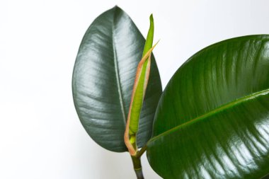 Ficus kauçuk yaprak yakın plan ve yeni bir yaprak tomurcuğuyla açılıyor. Ev bitkisi bakımı, tarım, sulama ve gübreleme