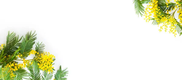 stock image Yellow fresh spring branch of mimosa on a white background, frame. Spring, Easter, Women's Day, March 8.