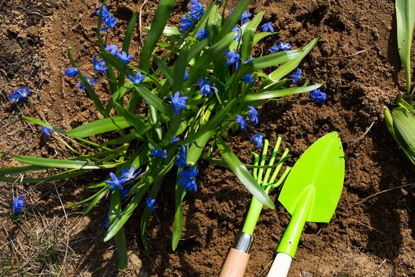 Green Rake Shovel Flower Bed Planted Snowdrops Spring Flowers Perennials — Stock fotografie