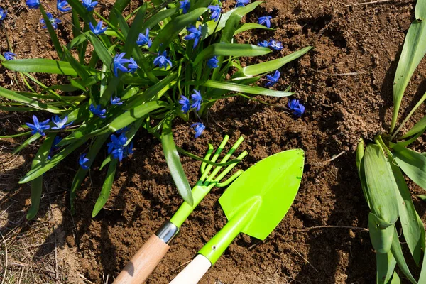 Green Rake Shovel Flower Bed Planted Snowdrops Spring Flowers Perennials — Stock fotografie