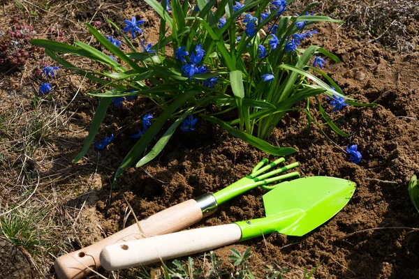 Green Rake Shovel Flower Bed Planted Snowdrops Spring Flowers Perennials — Stock fotografie