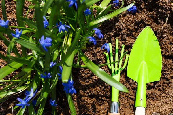 Green Rake Shovel Flower Bed Planted Snowdrops Spring Flowers Perennials — Stock fotografie