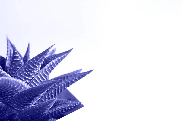 Хаварія Горщику Фіолетовому Тонуванні Дуже Багатоповерхового Фону Домашня Рослина Зелений — стокове фото