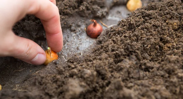 Hand Plants Bulbs Ground Garden Springtime Garden Plants Working Plot — Zdjęcie stockowe