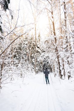 Sırtı karlı bir ormanın arka planında, elinde kayak sopalarıyla ponpon şapkalı bir kayakçı. Kros kayağı kış ormanlarında, açık hava sporlarında, sağlıklı yaşam tarzında..
