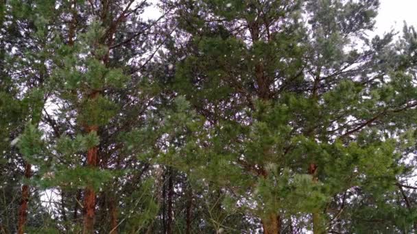 눈송이들이 소나무들로 이루어진 침엽수림의 배경을 서서히 날아갑니다 천천히 내리는 — 비디오