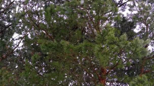 눈송이들이 소나무들로 이루어진 침엽수림의 배경을 서서히 날아갑니다 천천히 내리는 — 비디오