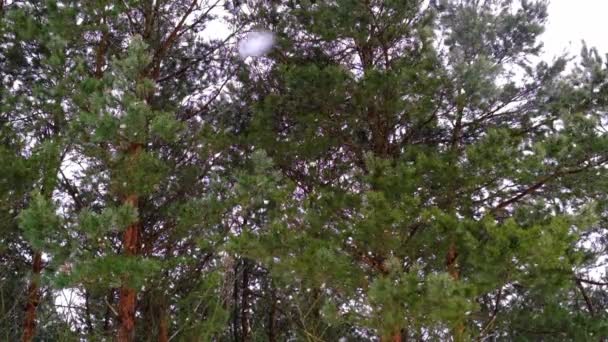 Vor Dem Hintergrund Eines Nadelwaldes Aus Grünen Kiefern Fliegen Langsam — Stockvideo