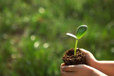 Yeşil çimlerin üzerinde, güneşin ışığında bir çocuğun ellerinde yemyeşil bir filizlenme. Doğal tohumlar, çevre dostu, yeni bir hayat, gençlik. Geliştirme, barış ve bakım kavramı. Boşluğu kopyala