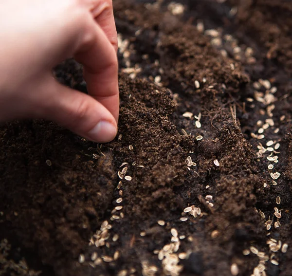 Hand Sows Seeds Ground Garden Spring Planting Farmer Ground Growing — Stock Photo, Image