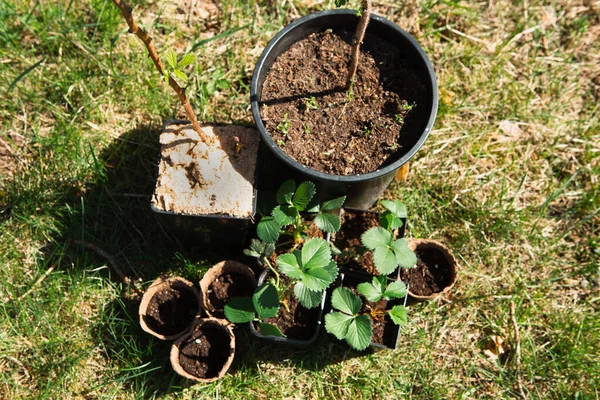 覆盆子 醋栗幼苗在草地上的泥炭杯 准备种植在花园里 准备种植 在花园的床上种植天然浆果 — 图库照片