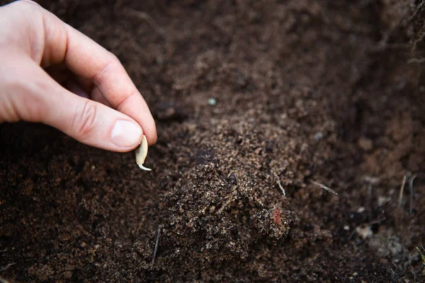 Wykiełkowane Nasiona Dłoni Nad Łożem Gleby Jest Sadzenie Wiosną Nasion — Zdjęcie stockowe