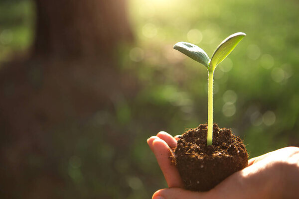 Young green sprout in the hands in the light of the sun on a background of big tree. Natural seedlings, eco-friendly, new life. Concept - big starts with small, development, peace, care, height. Copy space