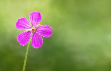 Pink flower with five petals on green background. Place for your affirmation quote or congratulations. Card