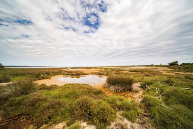 Saint Lucie Bölgesel Doğal Rezervinde Driftwood, Port-la-Nouvelle, Fransa