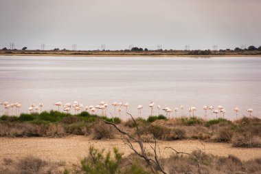 Saint Lucie Bölgesel Doğal Rezervinde Vahşi Flamingolar Serbest Dolaşıyor, Port-la-Nouvelle, Fransa