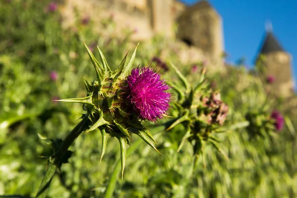 Süt Devedikeni Çiçeği Silybum Veya Carduus Marianum Carcassonne Kalesinin Dibinde — Stok fotoğraf