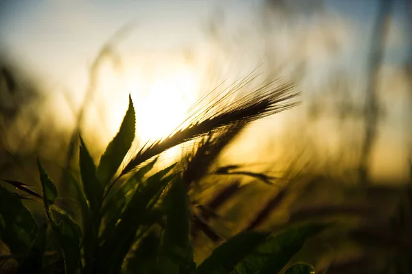 自然のピンク 金色の小麦の耳畑で日光 — ストック写真