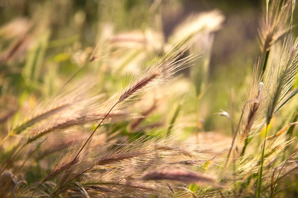 Natuurlijke Roze Groene Gouden Tarweoren Zonlicht Een Veld — Stockfoto