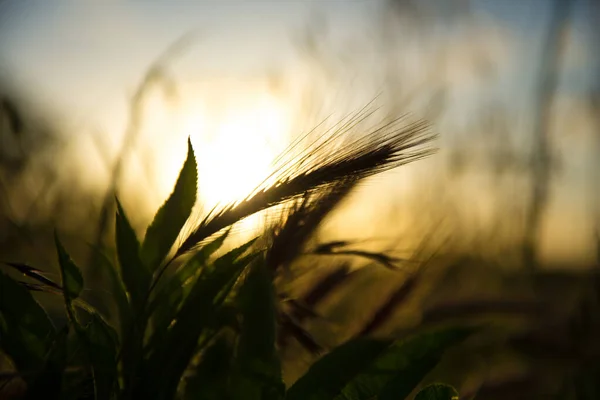 Natuurlijke Roze Groene Gouden Tarweoren Zonlicht Een Veld — Stockfoto