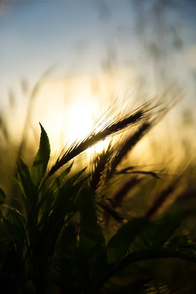 Natuurlijke Roze Groene Gouden Tarweoren Zonlicht Een Veld — Stockfoto