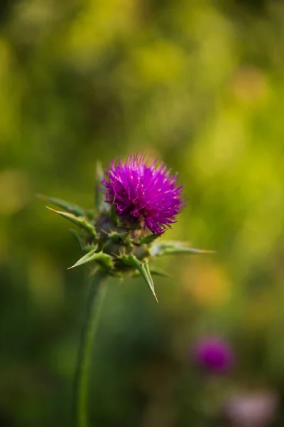 Flor Del Cardo Lechoso Silybum Carduus Marianum Floreciendo Con Rastros — Foto de Stock