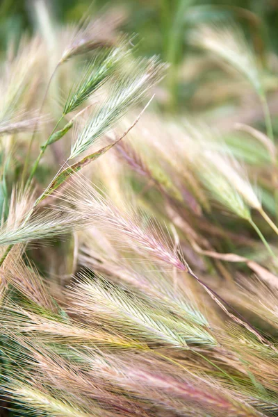 野の天然ピンク グリーン ゴールデンウィートの耳 — ストック写真