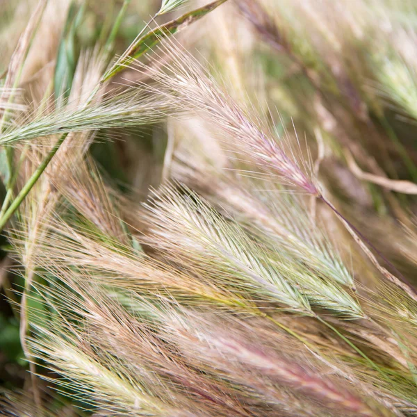 野の天然ピンク グリーン ゴールデンウィートの耳 — ストック写真