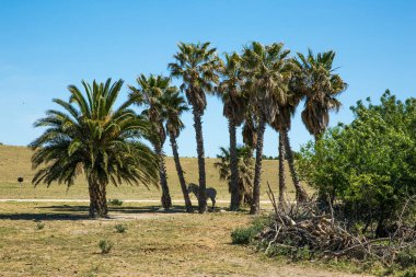 Zebra Fransa 'daki Sigean Vahşi Yaşam Safari Parkı' ndaki Palmiye Ağaçlarının Gölgesinde Dinleniyor