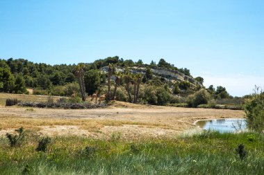 Kordofan Züraffes (Giraffa Camelopardalis Antiquorum) Fransa 'da güneşli bir bahar gününde Sigean Vahşi Yaşam Safari Parkı' nda otluyor