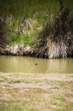 Avrupa Arı Yiyen (merops apiaster) Fransa 'daki Sigean Vahşi Yaşam Safari Parkı' nda bir şubede oturuyor