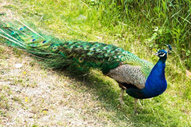 Peacock (Pavo Cristatus) Fransa 'daki Sigean Vahşi Yaşam Safari Parkı' nda yürüyor