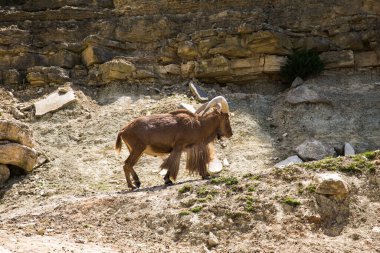 Barbar Koyun (Ammotragus Lervid) ve Koca Boynuzlar Fransa 'daki Sigean Vahşi Yaşam Safari Parkı' nda Yürüyor