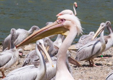 Great White Eastern Pelican (Pelecanus Onocrotalus) Head Close up in Sigean Wildlife Safari Park in France clipart