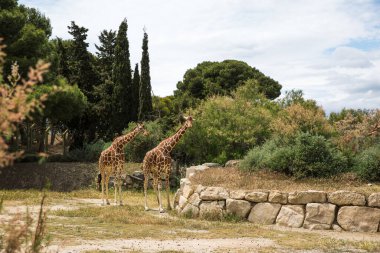 Fransa 'da güneşli bir bahar gününde Sigean Vahşi Yaşam Safari Parkı' nda Yürüyen Zürafalar