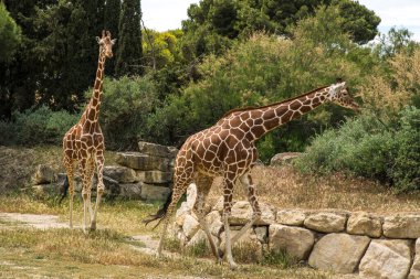 Fransa 'da güneşli bir bahar gününde Sigean Vahşi Yaşam Safari Parkı' nda Yürüyen Zürafalar