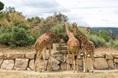 Fransa 'da güneşli bir bahar gününde Sigean Vahşi Yaşam Safari Parkı' nda Zürafalar Yürüyor ve Otlanıyor