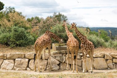 Reticulated (Somali) Giraffes Walking and Grazing in Sigean Wildlife Safari Park on a Sunny Spring Day in France clipart