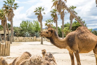 Fransa 'daki Sigean Vahşi Yaşam Safari Parkı' nda bir grup deve.
