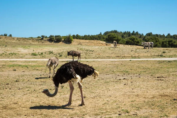 Zebras Common Ostrich Wildebeest Grazing Sigean Wildlife Safari Park Στη — Φωτογραφία Αρχείου