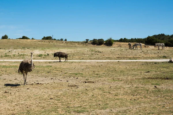 Zebras Common Ostrich Wildebeest Grazing Sigean Wildlife Safari Park Στη — Φωτογραφία Αρχείου