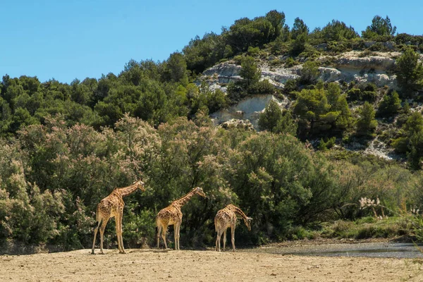 Kordofan Καμηλοπάρδαλης Giraffa Camelopardalis Antiquarity Βόσκηση Και Περπάτημα Στο Πάρκο — Φωτογραφία Αρχείου