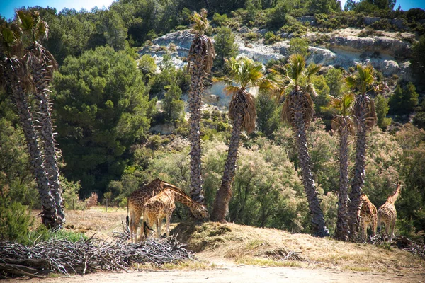 Girafele Kordofan Giraffa Camelopardalis Antiquorum Pășunând Sigean Wildlife Safari Park — Fotografie, imagine de stoc